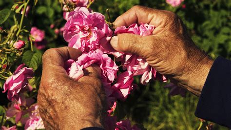 new yorker chanel no 5|The Flowers that Make Chanel No. 5 .